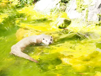 NaturOparC Hunawihr, Alsace (France)